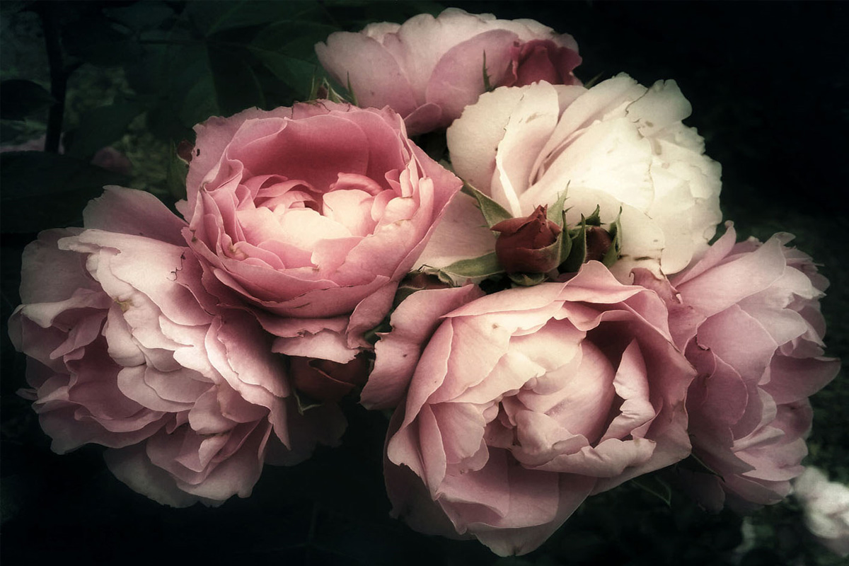 E-shop Sklenený obraz – Kvety I, 120 x 80 cm